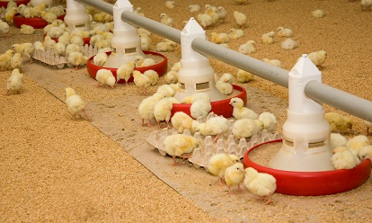 Significant Savings for Poultry Farmers - Not Just Chicken Feed.