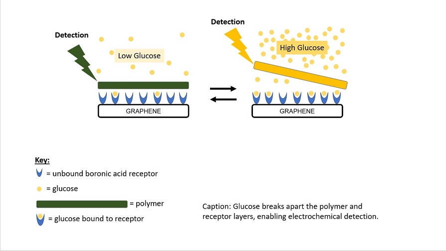 Novel Chemical Glucose Sensing Method based on Boronic acids and Graphene Foam