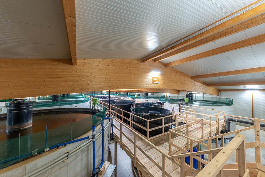 WEDA cooperates with Damm Aquakultur in shrimp and fish farming